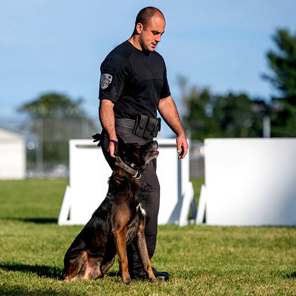 Battle Road K9 Belgian Malinois Police K9