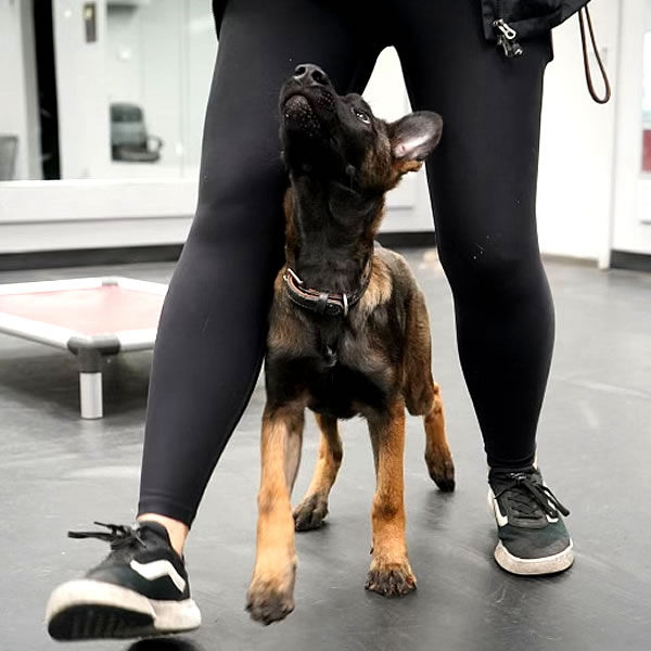 Battle Road K9 Police Belgian Malinois K9 Training